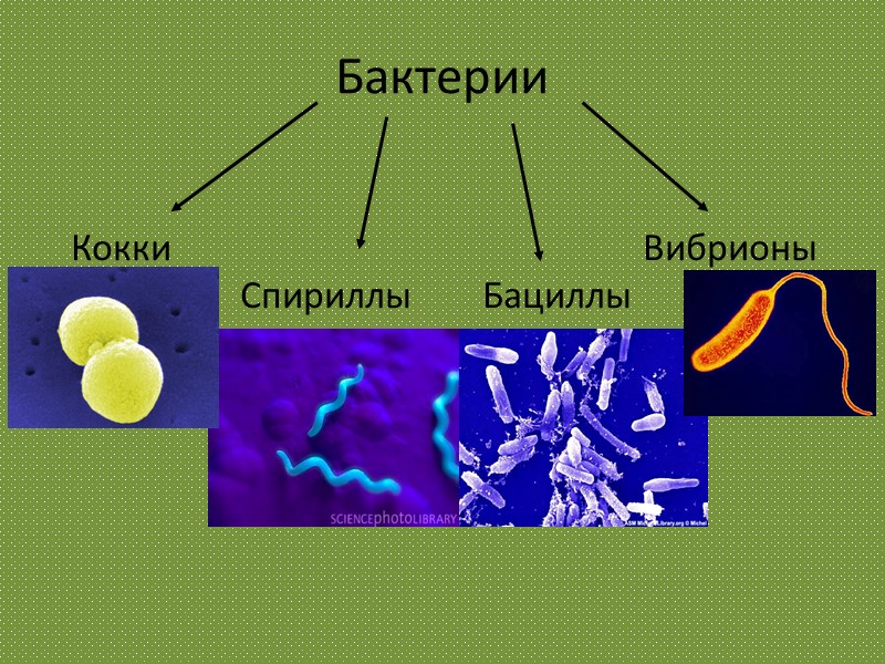 Бактерии     Кокки        